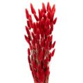 Floristik24 Lagurus Trockenblumen Bund Rot 70cm 100g für Innenbereich