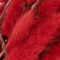 Lagurus Trockenblumen Bund Rot 70cm 100g für Innenbereich | Floristik24.at