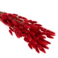 Lagurus Trockenblumen Bund Rot