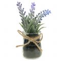 Lavendel im Glas H15cm