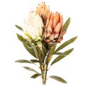 Floristik24 Künstliche Protea Leucadendron mit langem Stiel 65 cm, 3er-Set, Creme, Gelb, Orange