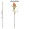 Künstliche Protea Leucadendron mit langem Stiel 65 cm, 3er-Set, Creme, Gelb, Orange | Floristik24.at