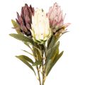 Floristik24 Protea Kunstblumen Leucadendron 65cm 3er-Set in Creme, Bordeaux und Rosa