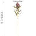 Protea Kunstblumen Leucadendron 65cm 3er-Set in Creme, Bordeaux und Rosa | Floristik24.at