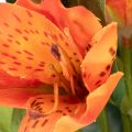 Künstlicher Blumenstrauß