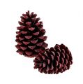 Floristik24 Maritima Zapfen 10-15cm Rot gefrostet 12St