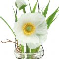 Floristik24 Mohnblume im Glas zum Hängen Weiß H22cm
