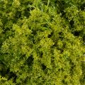 Mooskranz künstlich grün 28 cm für Tür und Tischdekoration | Floristik24.at