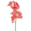 Floristik24 Orchidee Mokara Lachs 50cm 6St