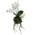 Floristik24 Orchidee Phalaenopsis zum Hängen H33cm Creme