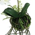 Floristik24 Orchidee Phalaenopsis zum Hängen H26cm Creme