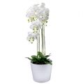 Floristik24 Orchidee Weiß mit Erdball 110cm