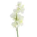 Floristik24 Orchidee künstlich Creme 50cm 6St