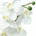Floristik24 Orchidee Weiß 77cm