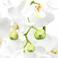 Floristik24 Künstliche Orchideen für den Topf Weiß 80cm