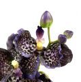 Floristik24 Orchidee Vanda künstlich Violett L 44cm