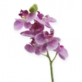 Floristik24 Orchidee mit Glitter, Rosa 35cm