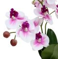 Floristik24 Orchideen im Topf H30cm Weiß-Rosa