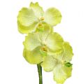 Floristik24 Orchidee mit Wurzeln Hellgrün L43cm