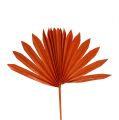 Floristik24 Palmspear Sun mini Orange 50St