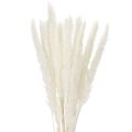 Floristik24 Pampasgras Trockenblumen gebleicht 70 cm Creme 15 Stiele für Innenbereich