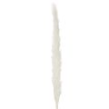 Pampasgras Trockenblumen gebleicht 70 cm Creme 15 Stiele für Innenbereich | Floristik24.at