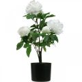 Floristik24 Künstliche Paeonia, Pfingstrose im Topf, Dekopflanze Weiß blühend H57cm