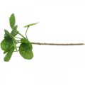 Floristik24 Peperomia Künstliche Grünpflanze mit Blättern 30cm