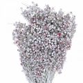 Floristik24 Pfefferbeere beschneit, Winterdeko, Trockenblumen, Advent, Rosa Pfeffer Weiß gewaschen 170g