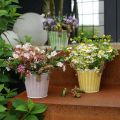Floristik24 Deko-Topf, Metalleimer zum Bepflanzen, Pflanzgefäß mit Henkeln, Rosa/Grün/Gelb Shabby Chic Ø14,5cm H13cm 3er-Set