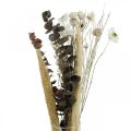 Floristik24 Trockenblumen Strauß mit Eukalyptus Weiß DIY Box H30-35cm