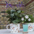 Floristik24 Pflanztasse Emaille Tasse zum Bepflanzen Blumen Ø11cm