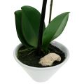 Floristik24 Künstliche Phalaenopsis Lila-Weiß in Schale H38cm