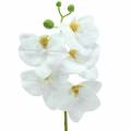 Floristik24 Künstlicher Orchideenzweig Phaelaenopsis Weiß H49cm