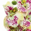 Floristik24 Künstlicher Orchideenzweig Phaelaenopsis Grün Pink H49cm