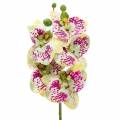 Floristik24 Künstlicher Orchideenzweig Phaelaenopsis Grün Pink H49cm