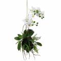Floristik24 Orchidee mit Farn und Moosballen künstlich Weiß Hängend 64cm