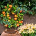 Physalis Kranz künstlich Orange, Grün Ø28cm Herbstdeko | Floristik24.at
