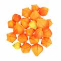 Floristik24 Physalis Orange Sortiert 22St Deko-Blütenkelche künstlich