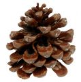 Floristik24 Pinus Pinea mittel 10/14cm Natur 50St