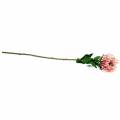 Floristik24 Protea Künstlich Rosa 73cm