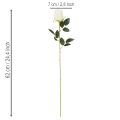 Künstliche Rose Weiß Langer Stiel 62cm 12 Stück | Floristik24.at