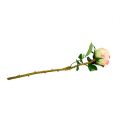 Floristik24 Rose künstlich Creme-Rosa Ø9cm L45cm 1St