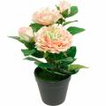Floristik24 Deko-Rose im Topf, Romantische Seidenblumen, Rosa Pfingstrose