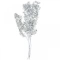 Floristik24 Ruscus-Zweige, Mäusedorn, Trockenpflanze Weiß gewaschen L58cm 80g