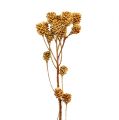 Floristik24 Salignum Zweig Hell Leucadendron Blüten am Zweig 25St