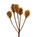Floristik24 Salignum hell 4-6 Blüten am Zweig Leucadendron 100St