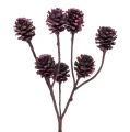 Floristik24 Salignum Zweige mit Zapfen Berry 25St