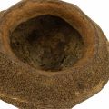 Paradiesnuss Pflanztopf Natur Sapucaia Ø14cm H10cm 3 St | Floristik24.at