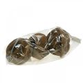 Paradiesnuss Pflanztopf Natur Sapucaia Ø14cm H10cm 3 St | Floristik24.at